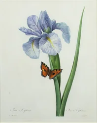 Iris xiphium, graverad av Langlois, ur 